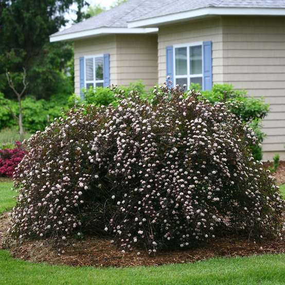 Summer Wine Physocarpus blooming heavily in the landscape